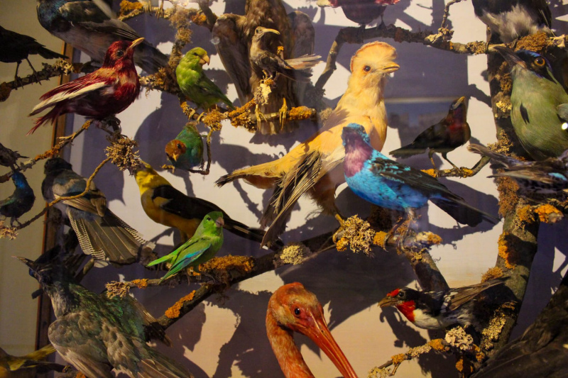 1_Stuffed-birds-showcase-in-Attingham-Park
