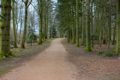 woodland-walk-attingham-park