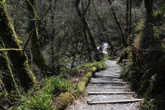 walk-at-lydford-gorge-with-steps