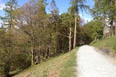 Linear-straight-path-along-the-east-side-of-Tarn-Hows-lake