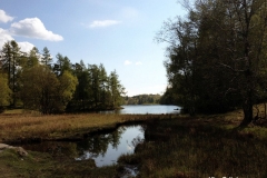 View-of-Tarn-Hows-Lake-from-the-North