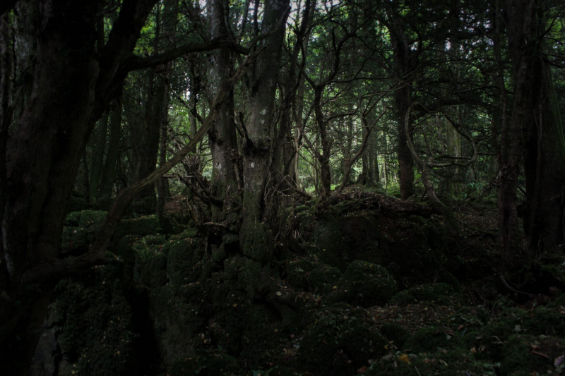 mysterious-woodland-walk-puzzlewood-2