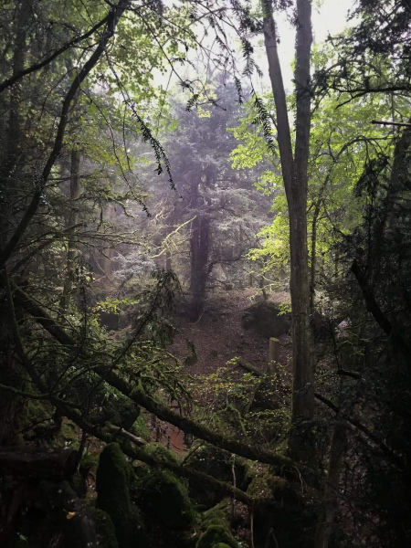 puzzlewood-mysterious-atmosphere-in-the-rain4