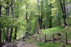 Walk-leading-to-Pistyll-Rhaeadr-waterfall-Wales