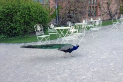 Peacocks-roaming-near-Powis-Castle-entrance