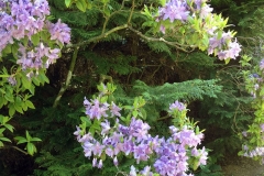 Rhododendron-Augustinii-in-Powis-Castle