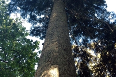 Very-Old-Tall-Tree-in-Powis-Castle-Gardens